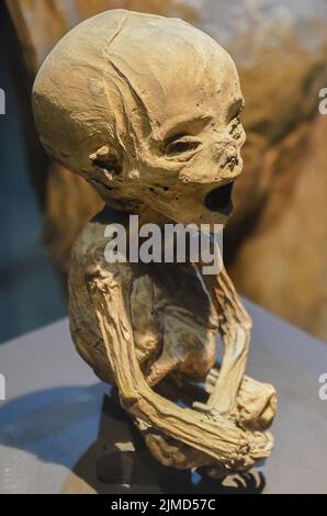 GUANAJUATO, MESSICO - 06 maggio 2013: El Museo De Las Momias, mummie di Guanajuato, sepolto nel 1833 Foto Stock