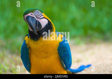 Bella blu-giallo Macaw (Ara ararauna) nella zona umida brasiliana. Foto Stock