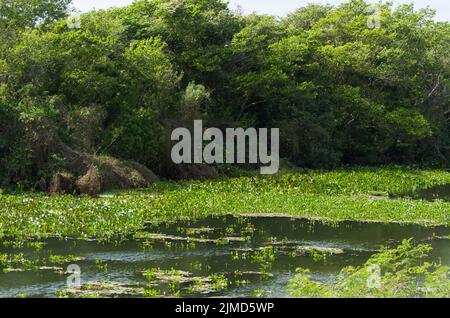 Una bella immagine del Brasiliano della zona umida, regione ricca di flora e fauna. Foto Stock