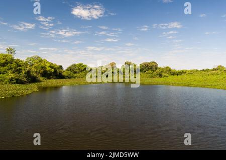Una bella immagine del Brasiliano della zona umida, regione ricca di flora e fauna. Foto Stock