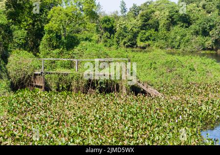 Una bella immagine del Brasiliano della zona umida, regione ricca di flora e fauna. Foto Stock
