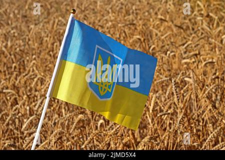 Bandiera Ucraina, con cereali, evidenziando le questioni agricole, la riduzione delle esportazioni di cereali e l'aumento dei prezzi alimentari, come il pane e i mangimi per animali Foto Stock