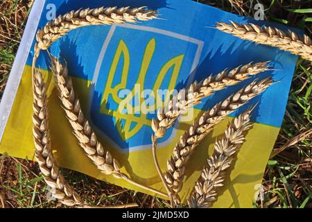 Bandiera Ucraina, con cereali, evidenziando le questioni agricole, la riduzione delle esportazioni di cereali e l'aumento dei prezzi alimentari, come il pane e i mangimi per animali Foto Stock