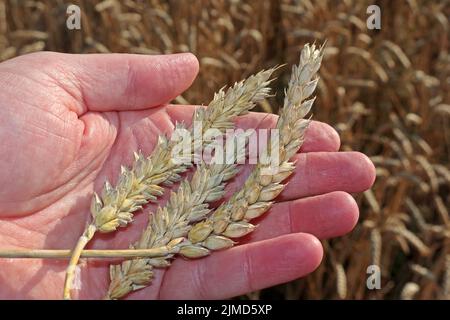 Produzione agricola di seminativi, influenzata da un clima di riscaldamento, inflazione e guerra in Ucraina Foto Stock