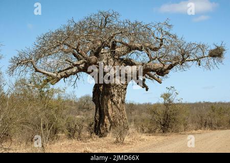 Baobab nel Parco Nazionale Kruger in Sud Africa Foto Stock