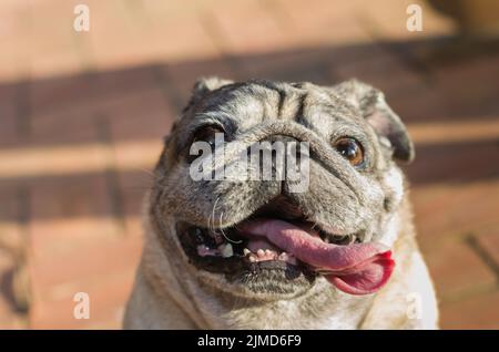 Bella pug cane di razza, sorridente, primo piano, ritratto, vecchio cane. Foto Stock