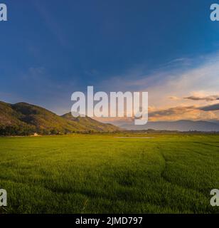 Splendida vista panoramica della risaia e delle montagne. Panorama Foto Stock