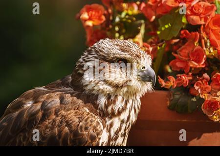 Saker falcon (Falco cherrug) Foto Stock