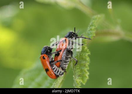 Beetle per la borsa antero Foto Stock