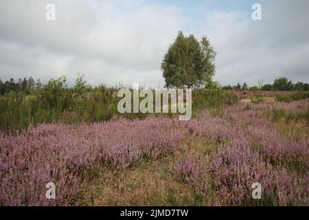 Riserva naturale Trubbacher Heide Foto Stock