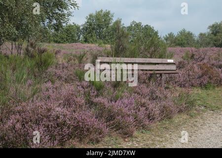 Riserva naturale Trubbacher Heide Foto Stock