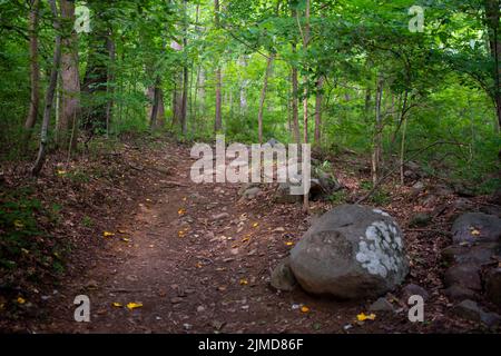 Concentratevi sul lungo sentiero attraverso la foresta verde idilliaca, la roccia in primo piano Foto Stock