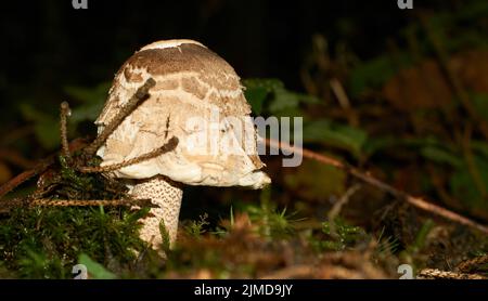 Lepiota il fungo velenoso. Lepiota è un genere di funghi gillati della famiglia delle Agaricaceae Foto Stock