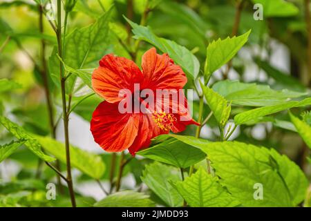 Hibiscus - pianta fiorente della famiglia delle mallow Foto Stock