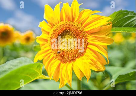 L'ape estrae polline e nettare su un girasole Helianthus in un campo in una giornata di sole Foto Stock