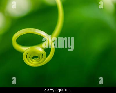 Fuoco selettivo sui baffi di un cetriolo che rotola nella forma di una spirale Foto Stock