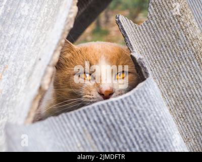 Un gatto zenzero con occhi gialli fuoriesce da una fessura tra i fogli rotti di ardesia. Foto Stock