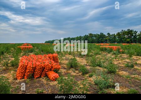 Cipolle raccolte in sacchi di rete arancione sul campo. Ortaggi freschi ecologici sono raccolti per la vendita. Agroindustria. Foto Stock