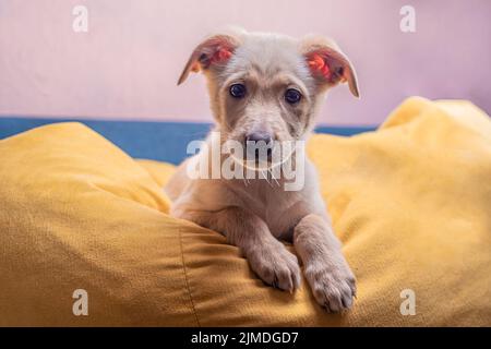 Curioso cucciolo carino mongrel con pelliccia marrone chiaro si siede su una grande borsa gialla Foto Stock