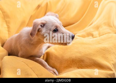 Piccolo cucciolo di mongrel carino con pelliccia marrone chiaro si trova su un grande sfondo giallo Foto Stock