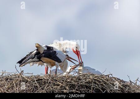 Cicogna bianca nutrire i giovani sul nido / Ciconia ciconia Foto Stock