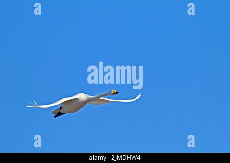 Whooper Swan in volo / Cygnus cygnus Foto Stock