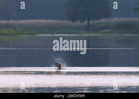 Carp comune salta fuori di acqua / Cyprinus carpio Foto Stock