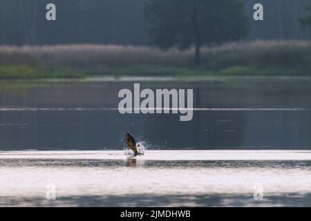 Carp comune salta fuori di acqua / Cyprinus carpio Foto Stock