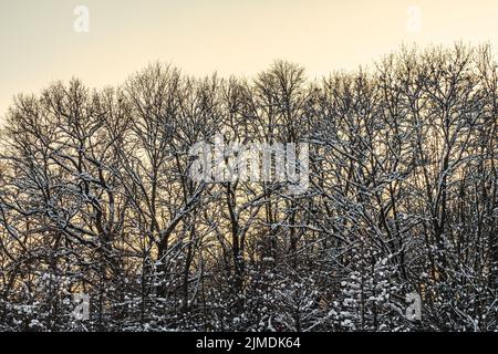 Alberi ricoperti di Frost bianco su Foggy Sky background Foto Stock