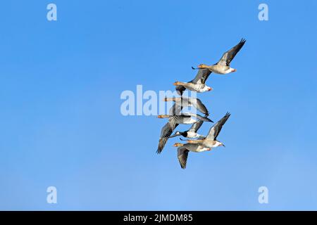 Greylag Geese e Barnacle Goose sulla costa del Mare del Nord Foto Stock