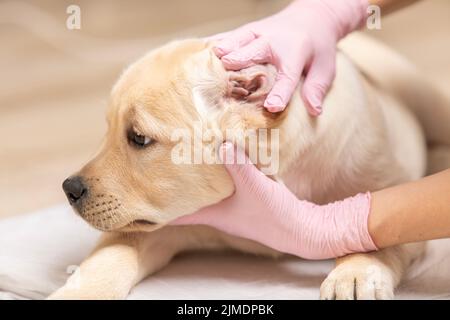 Veterinario esame orecchio di cane labrador cucciolo Foto Stock