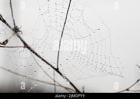 Ragnatela rotonda su piante di campo in mattina nebbia Foto Stock