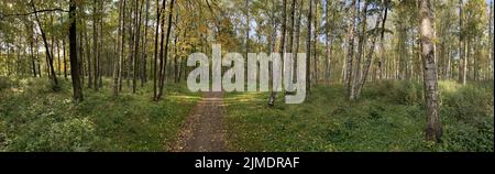 Panorama dei primi giorni di autunno in un parco, lunghe ombre di alberi, cielo azzurro, gemme di alberi, Trunks di bocce, giorno di sole, percorso i Foto Stock