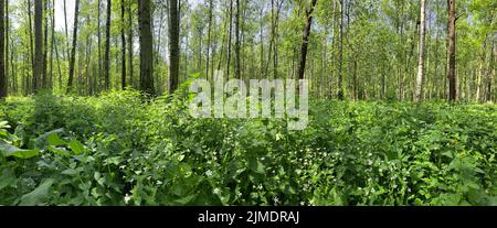 Panorama dei primi giorni di autunno in un parco, lunghe ombre di alberi, cielo azzurro, gemme di alberi, Trunks di bocce, giorno di sole, percorso i Foto Stock