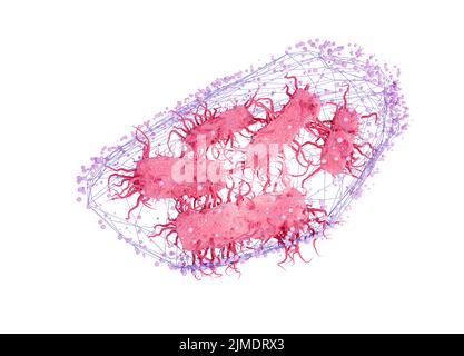 Escherichia coli in un'illustrazione concettuale netta Foto Stock