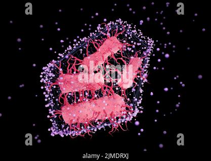 Escherichia coli in un'illustrazione concettuale netta Foto Stock