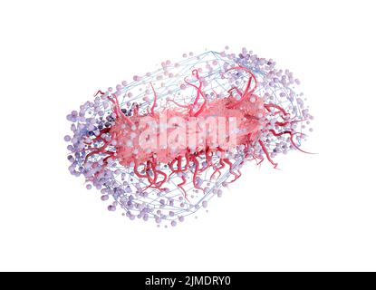 Escherichia coli in un'illustrazione concettuale netta Foto Stock