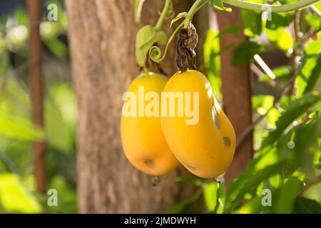 Frutti d'arancia maturi di frutto della passione o passiflora su piante selvatiche Foto Stock