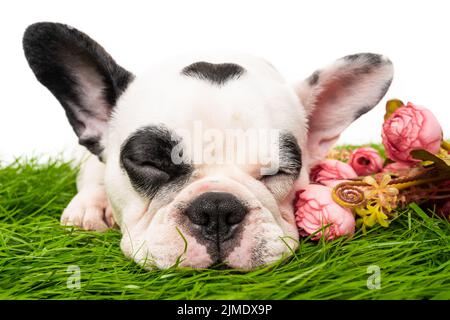 Ritratto francese di cucciolo di bulldog isolato su bianco Foto Stock