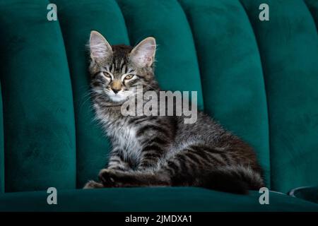 Gattino è molto bello. Gattino grigio Foto Stock
