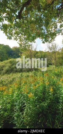 Foto dalla Danimarca. Una foto della campagna danese in estate. Foto Stock