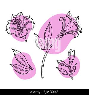 Vettore d'arte a linea bianca e nera Alstroemeria Illustrazione Vettoriale