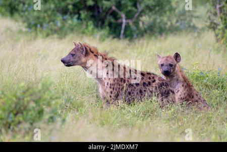 Due Iene a spotted nel Parco Nazionale di Tsavo Est, Kenya, Africa Foto Stock