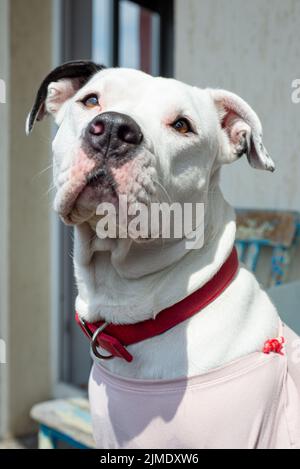 Carino bianco femmina Pitbull ritratto collare rosso Foto Stock