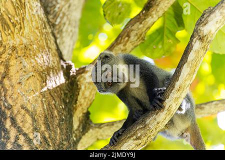 Scimmia dalla gola bianca (cercopithecus albogularis) in un albero, Kenya, Africa Foto Stock