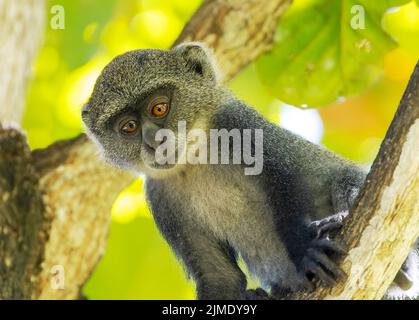 Scimmia dalla gola bianca (cercopithecus albogularis) in un albero, Kenya, Africa Foto Stock