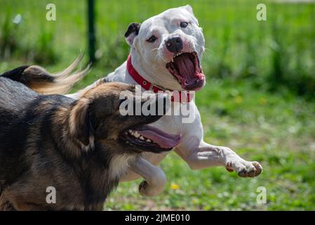 Cani combattimento denti da gioco attacco Pitbull bianco Foto Stock