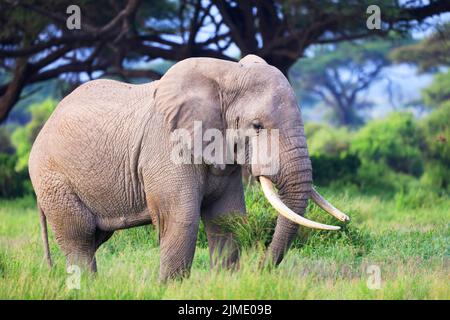 Elefanti A Amboseli Nationalpark, Kenya, Africa Foto Stock