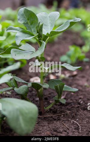 Semina di un piccolo fagiolo nel giardino autunnale Foto Stock