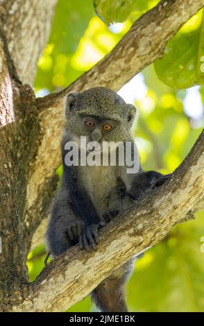 Scimmia dalla gola bianca (cercopithecus albogularis) in un albero, Kenya, Africa Foto Stock